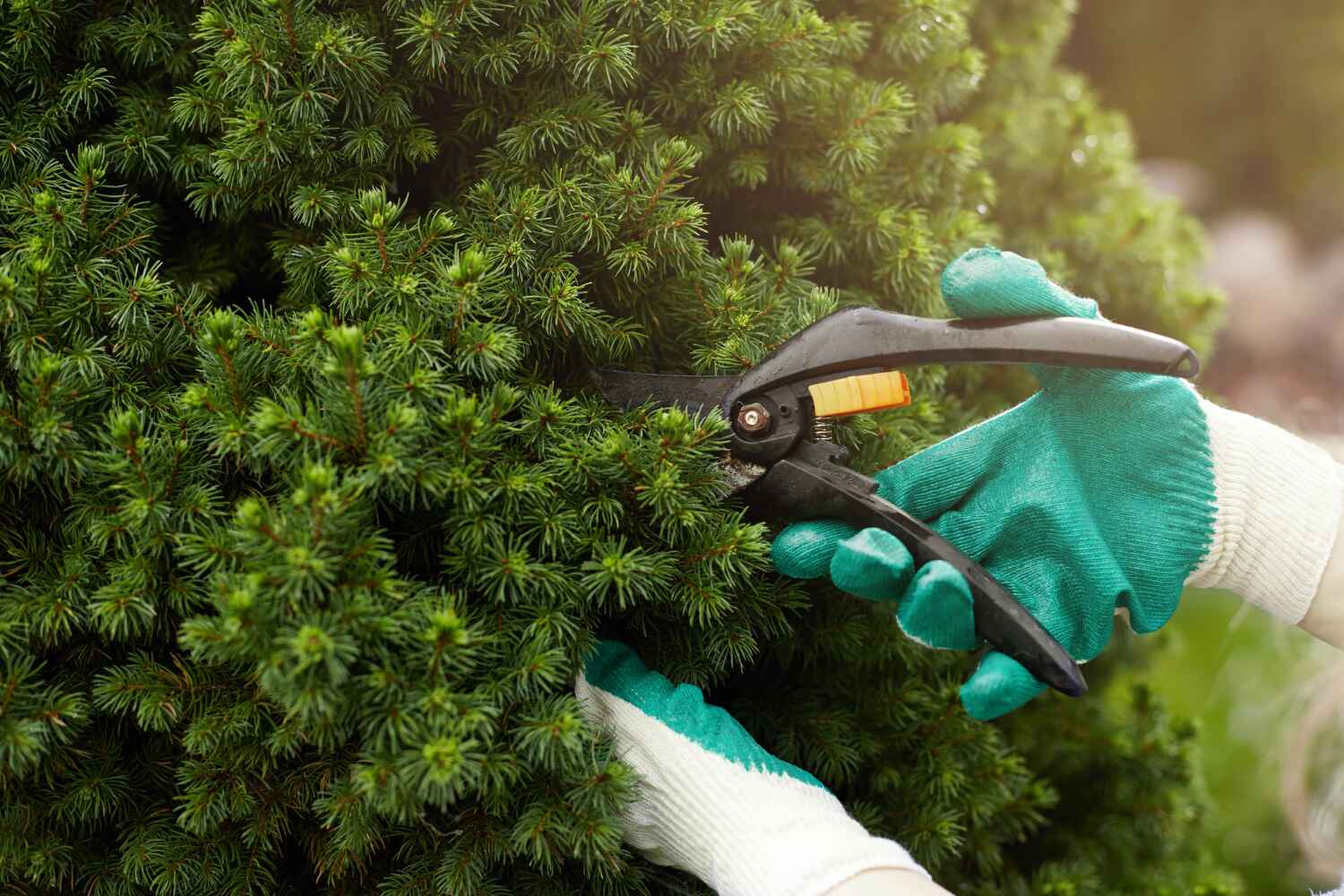 Best Professional Tree Care  in Island Lake, IL